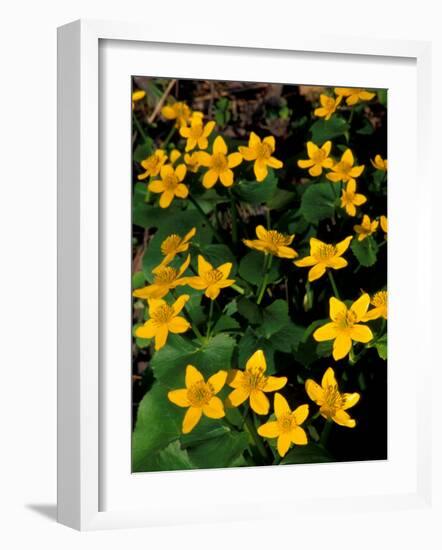 Urban Forestry Center, Marsh Marigolds, Portsmouth, New Hampshire, USA-Jerry & Marcy Monkman-Framed Photographic Print