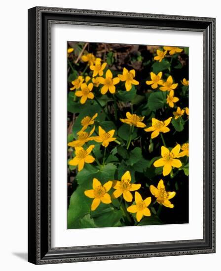 Urban Forestry Center, Marsh Marigolds, Portsmouth, New Hampshire, USA-Jerry & Marcy Monkman-Framed Photographic Print