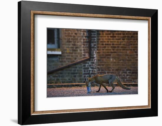 Urban Fox (Vulpes Vulpes) in London-Laurent Geslin-Framed Photographic Print