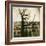 Urban Paris Landscape with Tree-Kevin Cruff-Framed Photographic Print