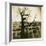 Urban Paris Landscape with Tree-Kevin Cruff-Framed Photographic Print