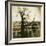 Urban Paris Landscape with Tree-Kevin Cruff-Framed Photographic Print