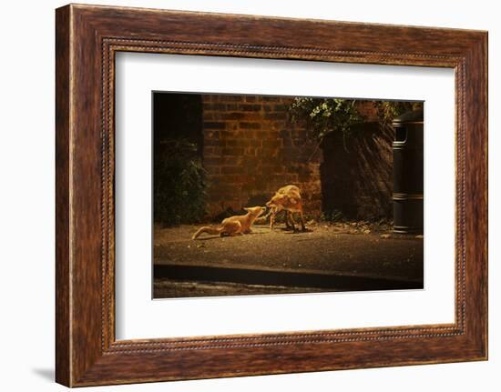 Urban Red Fox (Vulpes Vulpes) Adult Male and Cub on Street. West London UK-Terry Whittaker-Framed Photographic Print