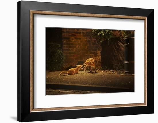 Urban Red Fox (Vulpes Vulpes) Adult Male and Cub on Street. West London UK-Terry Whittaker-Framed Photographic Print