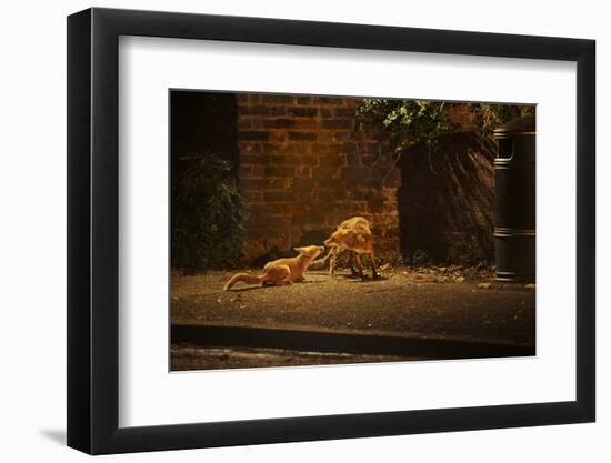 Urban Red Fox (Vulpes Vulpes) Adult Male and Cub on Street. West London UK-Terry Whittaker-Framed Photographic Print