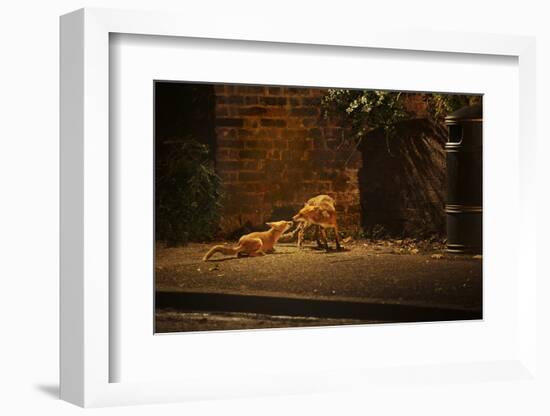 Urban Red Fox (Vulpes Vulpes) Adult Male and Cub on Street. West London UK-Terry Whittaker-Framed Photographic Print