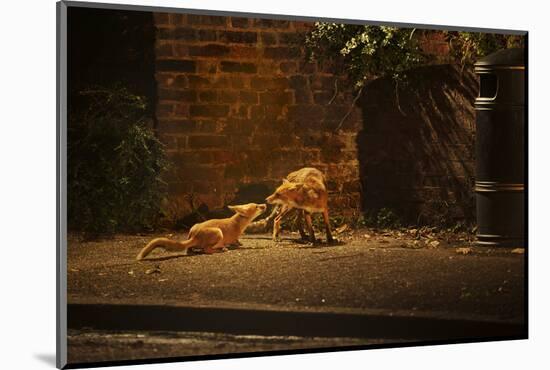 Urban Red Fox (Vulpes Vulpes) Adult Male and Cub on Street. West London UK-Terry Whittaker-Mounted Photographic Print