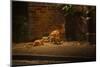 Urban Red Fox (Vulpes Vulpes) Adult Male and Cub on Street. West London UK-Terry Whittaker-Mounted Photographic Print