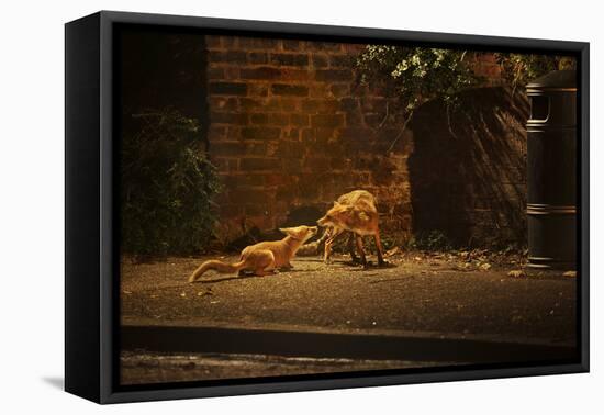Urban Red Fox (Vulpes Vulpes) Adult Male and Cub on Street. West London UK-Terry Whittaker-Framed Premier Image Canvas