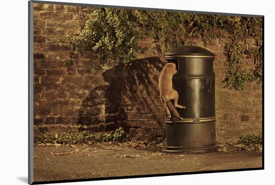 Urban Red Fox (Vulpes Vulpes) Cub Climbing into Litter Bin to Scavenge Food, West London, UK, June-Terry Whittaker-Mounted Photographic Print