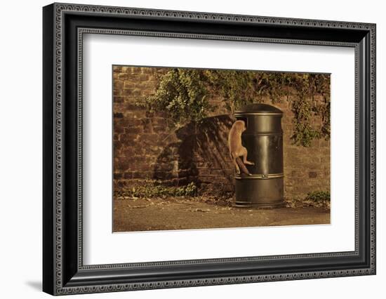 Urban Red Fox (Vulpes Vulpes) Cub Climbing into Litter Bin to Scavenge Food, West London, UK, June-Terry Whittaker-Framed Photographic Print