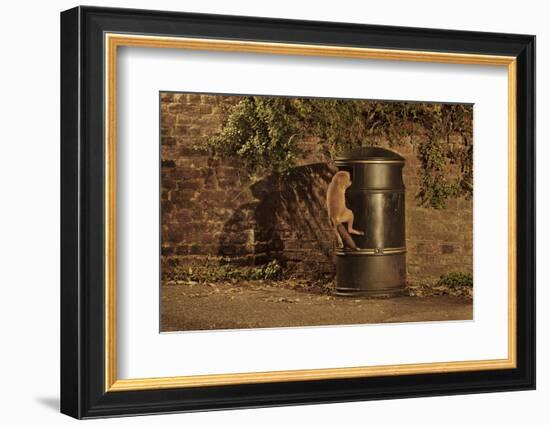 Urban Red Fox (Vulpes Vulpes) Cub Climbing into Litter Bin to Scavenge Food, West London, UK, June-Terry Whittaker-Framed Photographic Print