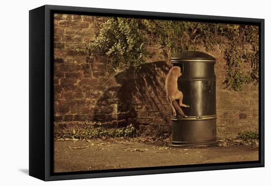 Urban Red Fox (Vulpes Vulpes) Cub Climbing into Litter Bin to Scavenge Food, West London, UK, June-Terry Whittaker-Framed Premier Image Canvas