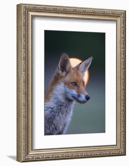 Urban Red Fox (Vulpes Vulpes) Portrait, with Light Behind, London, June 2009-Geslin-Framed Photographic Print