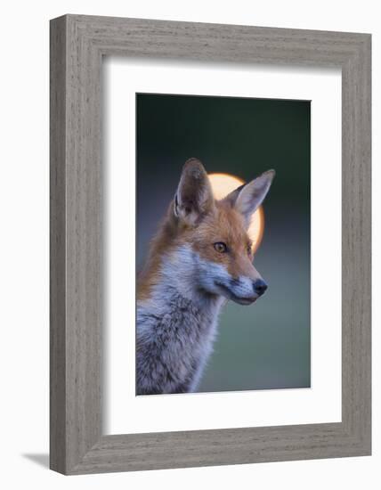 Urban Red Fox (Vulpes Vulpes) Portrait, with Light Behind, London, June 2009-Geslin-Framed Photographic Print