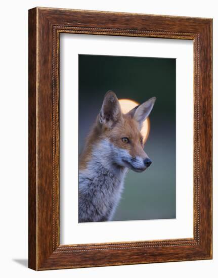 Urban Red Fox (Vulpes Vulpes) Portrait, with Light Behind, London, June 2009-Geslin-Framed Photographic Print