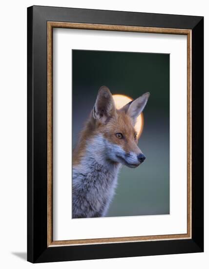 Urban Red Fox (Vulpes Vulpes) Portrait, with Light Behind, London, June 2009-Geslin-Framed Photographic Print