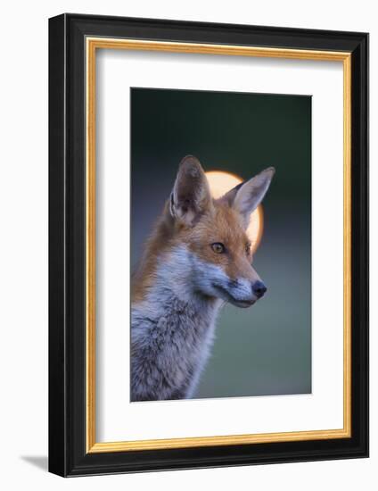 Urban Red Fox (Vulpes Vulpes) Portrait, with Light Behind, London, June 2009-Geslin-Framed Photographic Print