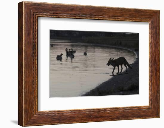 Urban Red Fox (Vulpes Vulpes) Silhouetted at Waters Edge Watching Geese, London, May 2009-Geslin-Framed Photographic Print