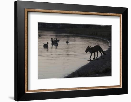 Urban Red Fox (Vulpes Vulpes) Silhouetted at Waters Edge Watching Geese, London, May 2009-Geslin-Framed Photographic Print