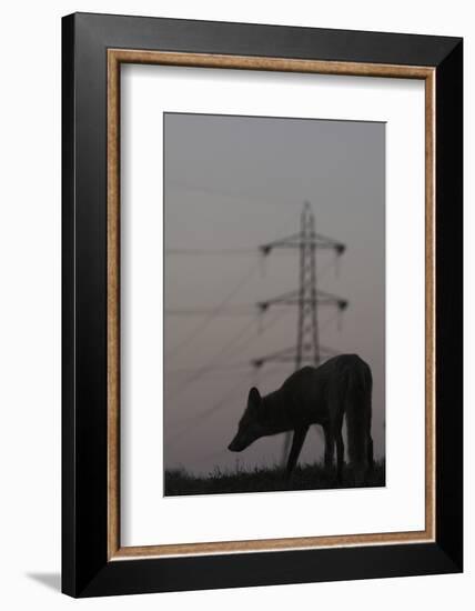 Urban Red Fox (Vulpes Vulpes) Silhouetted with an Electricity Pylon in the Distance-Geslin-Framed Photographic Print