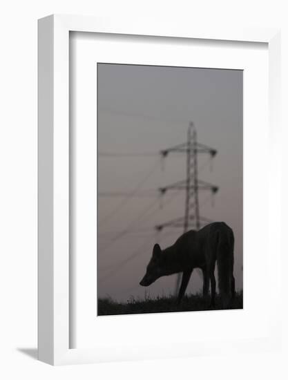 Urban Red Fox (Vulpes Vulpes) Silhouetted with an Electricity Pylon in the Distance-Geslin-Framed Photographic Print