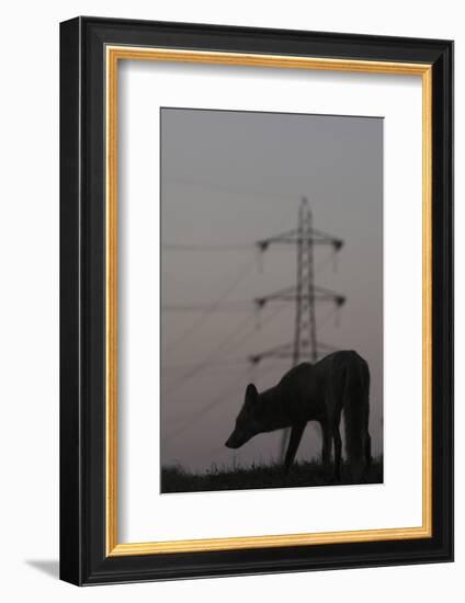 Urban Red Fox (Vulpes Vulpes) Silhouetted with an Electricity Pylon in the Distance-Geslin-Framed Photographic Print