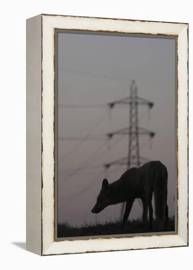 Urban Red Fox (Vulpes Vulpes) Silhouetted with an Electricity Pylon in the Distance-Geslin-Framed Premier Image Canvas