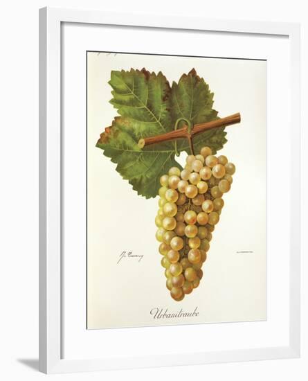 Urbanitraube Grape-J. Troncy-Framed Giclee Print