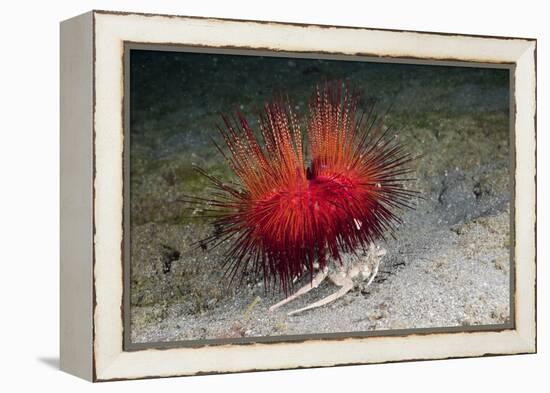 Urchin Crab (Dorippe Frascone) Carrying a Red Sea Urchin (Astropyga Radiata), Lembeh Strait, North-Reinhard Dirscherl-Framed Premier Image Canvas