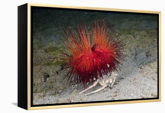 Urchin Crab (Dorippe Frascone) Carrying a Red Sea Urchin (Astropyga Radiata), Lembeh Strait, North-Reinhard Dirscherl-Framed Premier Image Canvas