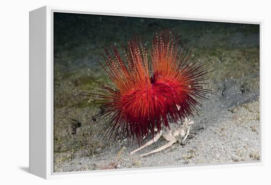 Urchin Crab (Dorippe Frascone) Carrying a Red Sea Urchin (Astropyga Radiata), Lembeh Strait, North-Reinhard Dirscherl-Framed Premier Image Canvas