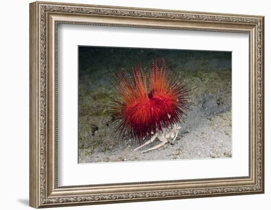 Urchin Crab (Dorippe Frascone) Carrying a Red Sea Urchin (Astropyga Radiata), Lembeh Strait, North-Reinhard Dirscherl-Framed Photographic Print