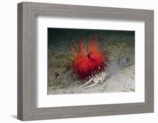 Urchin Crab (Dorippe Frascone) Carrying a Red Sea Urchin (Astropyga Radiata), Lembeh Strait, North-Reinhard Dirscherl-Framed Photographic Print