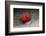 Urchin Crab (Dorippe Frascone) Carrying a Red Sea Urchin (Astropyga Radiata), Lembeh Strait, North-Reinhard Dirscherl-Framed Photographic Print