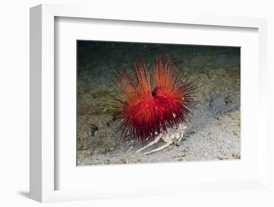 Urchin Crab (Dorippe Frascone) Carrying a Red Sea Urchin (Astropyga Radiata), Lembeh Strait, North-Reinhard Dirscherl-Framed Photographic Print