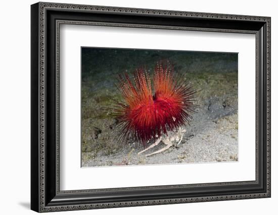 Urchin Crab (Dorippe Frascone) Carrying a Red Sea Urchin (Astropyga Radiata), Lembeh Strait, North-Reinhard Dirscherl-Framed Photographic Print