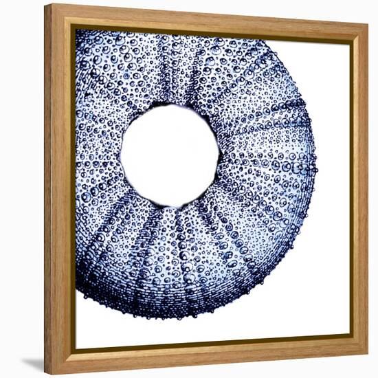 Urchin Shell 1-Sheldon Lewis-Framed Stretched Canvas