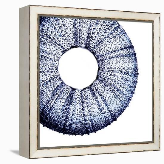 Urchin Shell 1-Sheldon Lewis-Framed Stretched Canvas