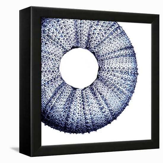 Urchin Shell 1-Sheldon Lewis-Framed Stretched Canvas