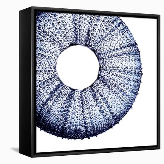 Urchin Shell 1-Sheldon Lewis-Framed Stretched Canvas