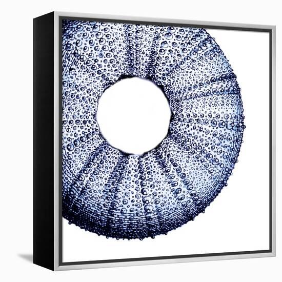 Urchin Shell 1-Sheldon Lewis-Framed Stretched Canvas