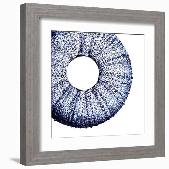 Urchin Shell 1-Sheldon Lewis-Framed Art Print