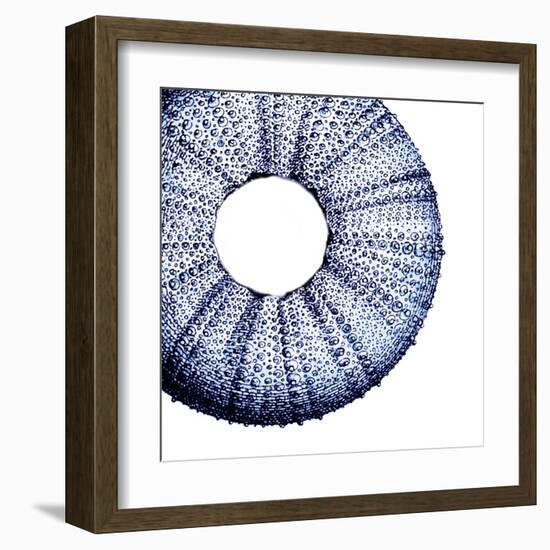 Urchin Shell 1-Sheldon Lewis-Framed Art Print