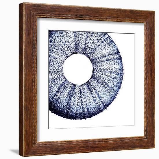 Urchin Shell 1-Sheldon Lewis-Framed Art Print