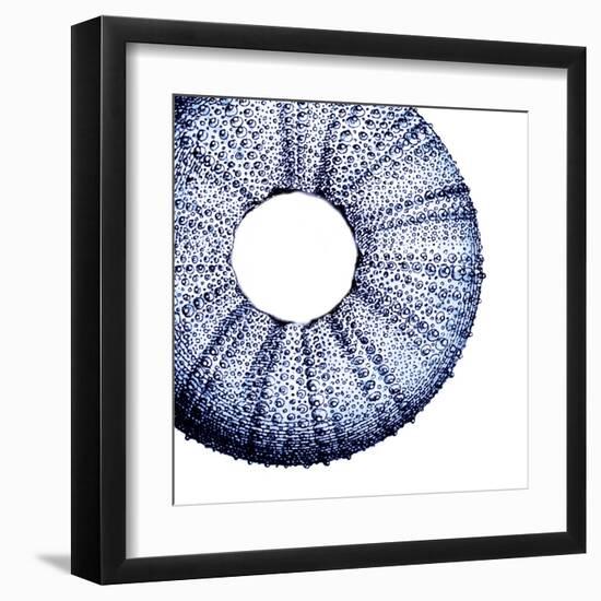 Urchin Shell 1-Sheldon Lewis-Framed Art Print