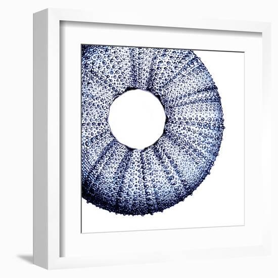 Urchin Shell 1-Sheldon Lewis-Framed Art Print