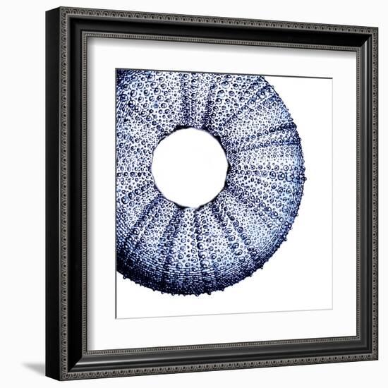 Urchin Shell 1-Sheldon Lewis-Framed Art Print