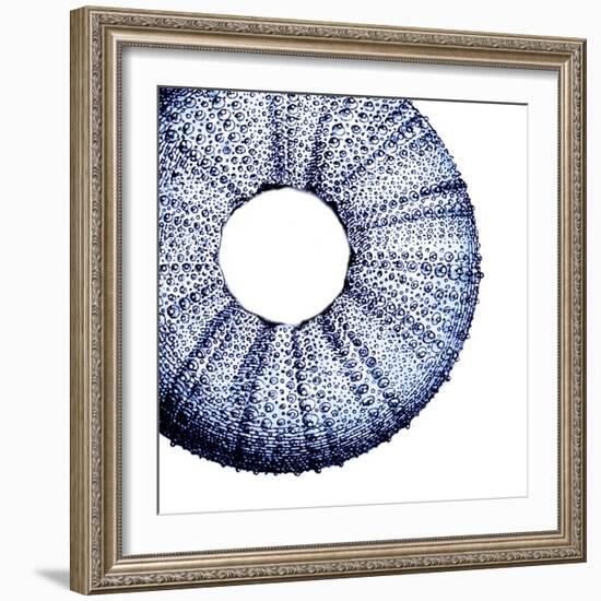 Urchin Shell 1-Sheldon Lewis-Framed Art Print