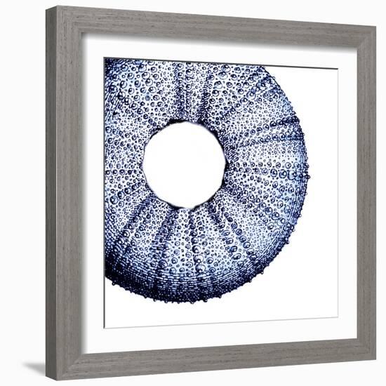 Urchin Shell 1-Sheldon Lewis-Framed Art Print